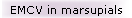 EMCV in marsupials