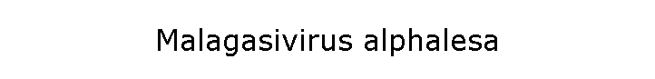 Malagasivirus alphalesa