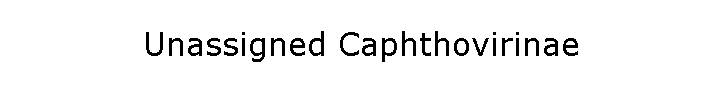 Unassigned Caphthovirinae