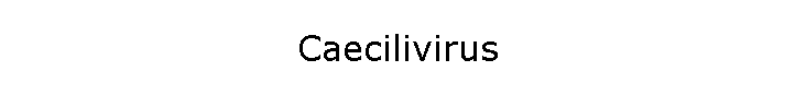 Caecilivirus