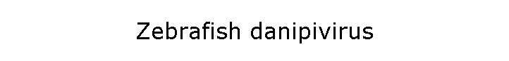 Zebrafish danipivirus
