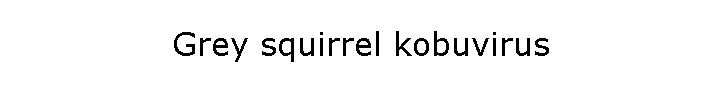 Grey squirrel kobuvirus