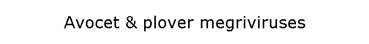 Avocet & plover megriviruses