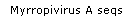 Myrropivirus A seqs