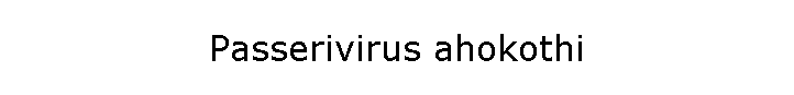 Passerivirus ahokothi