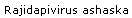 Rajidapivirus ashaska